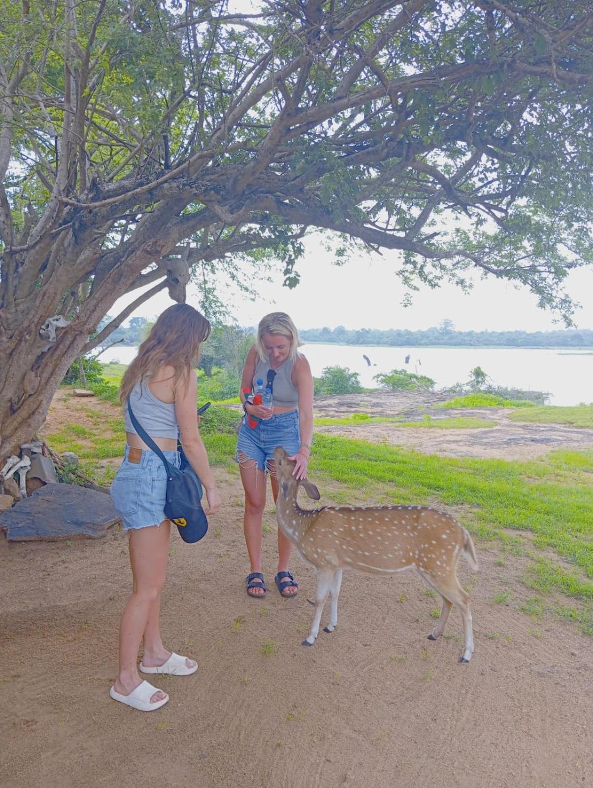 White Rose Safari Home Stay Udawalawe Exteriör bild